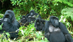 Gorilla Groups in Rushaga Sector