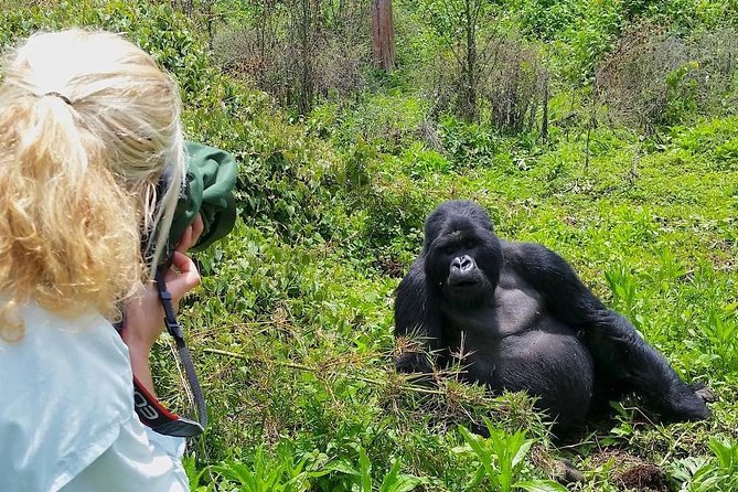 Mountain gorilla in Rushaga sector